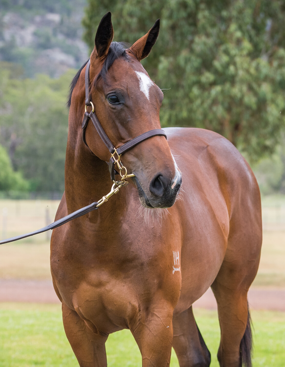 hunter valley thoroughbred stud tours