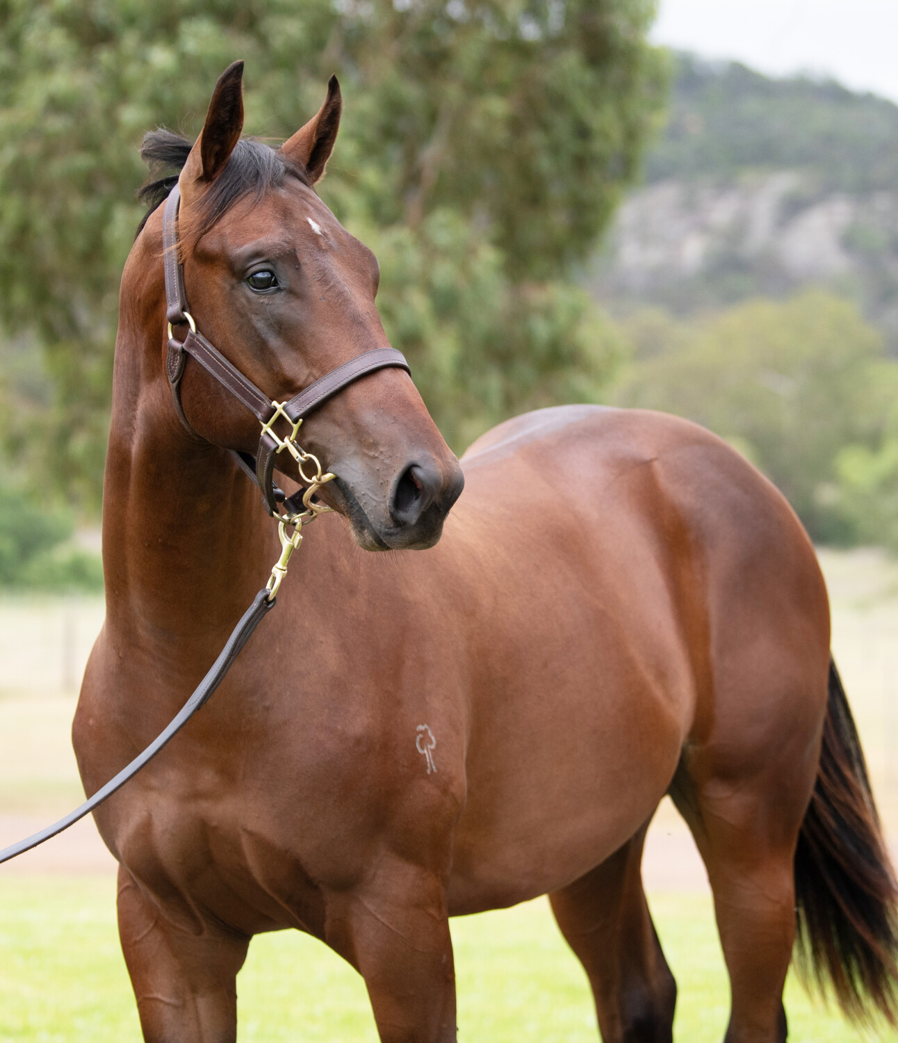 hunter valley thoroughbred stud tours